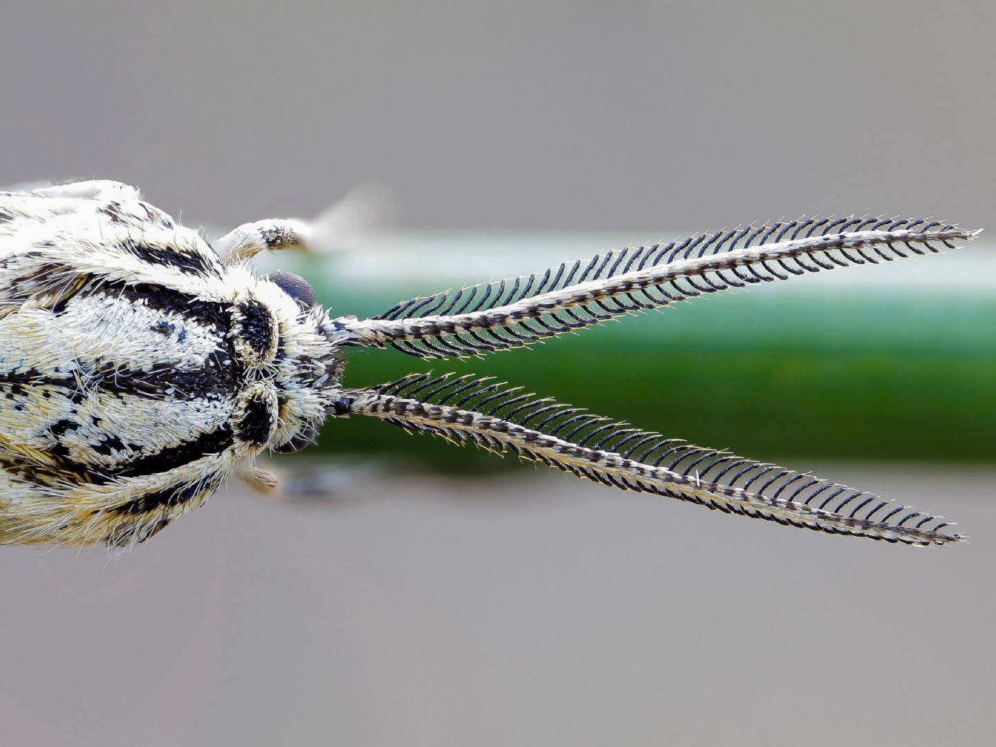 Erebidae Arctiinae - Coscinia striata